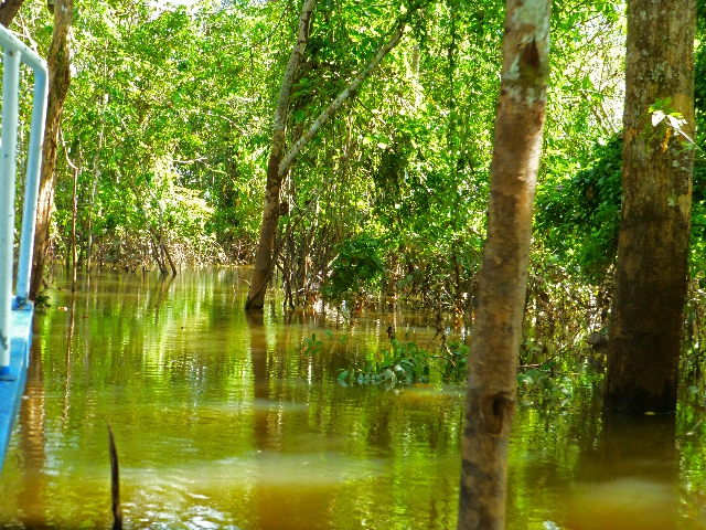 Jungle swamp on the Amazon